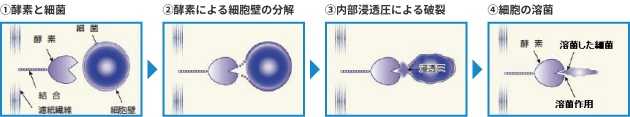 ①酵素と細菌 → ②酵素による細胞壁の分解 → ③内部浸透圧による破裂 → ④細胞の溶菌